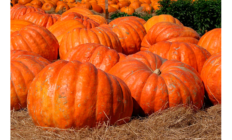 Пища трансерферов